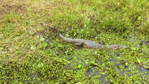 Brazilian Pantanal alligator