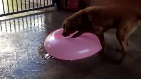 Gigantic water balloon popped by a dog
