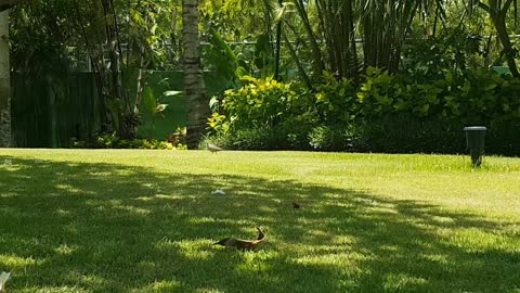 Thai squirrels