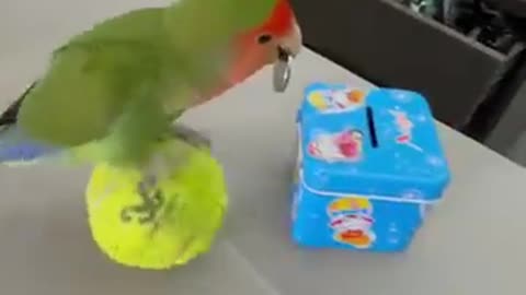 Bird Training : Smart lovebird Parrot | Smart Little Cute Parrot