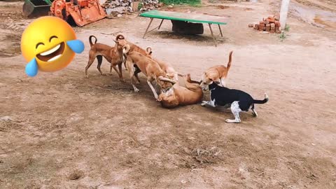 dogs fight funny video