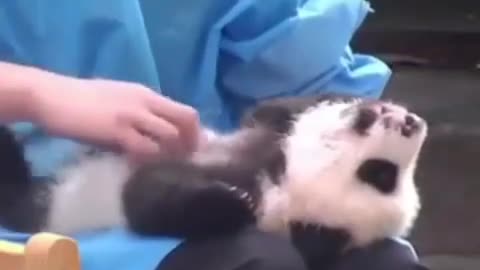 Cute Baby Panda Enjoys A Belly Rub