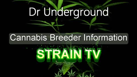 Dr Underground - Cannabis Strain Series - STRAIN TV