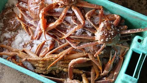 Fresh Large Crabs On Ice Being Prepared For Cooking