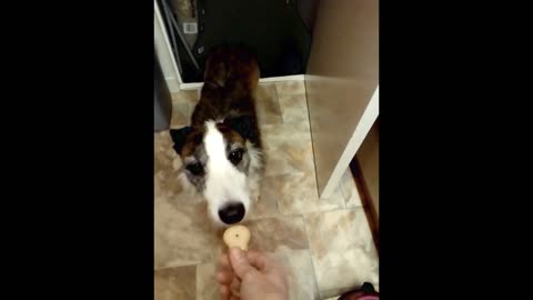 Gorgeous dog is so gentle when he takes a biscuit!