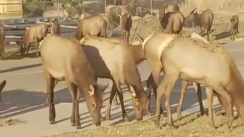 Elk Herd Passes Through Parking Lot