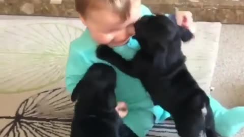 Little baby has fun with two little black dogs
