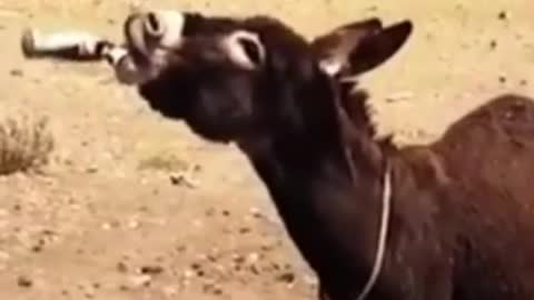 Ver funny donkey videos