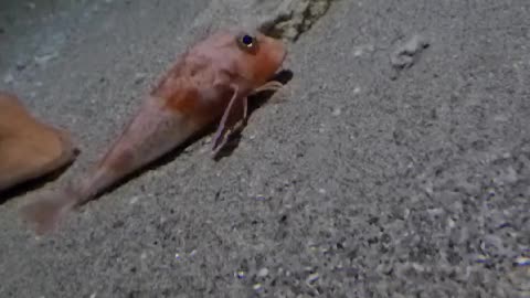 this fish can walk. very scared. in japan