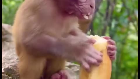 How to care for monkey