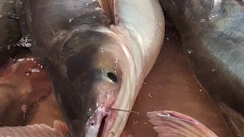 Big Pangas Fish Nice Video In Market Bangladesh#shorts