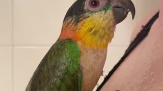 Parrot showers with mom