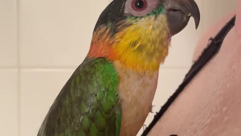 Parrot showers with mom