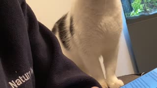 Kitty Begs For Head Boops