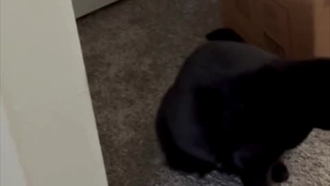 Adopting a Cat from a Shelter Vlog - Cute Precious Piper Cleans Herself Behind the Boxes #shorts