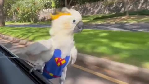 Parrot enjoying his ride