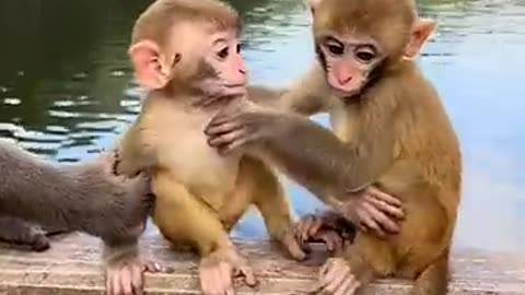 3 kids monkey video