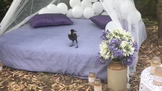 Magpie Messes with Birthday Balloons