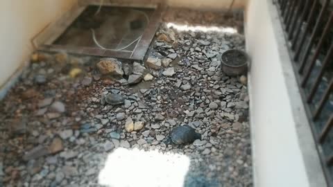 Ground Baby turtles adopt color between rocks
