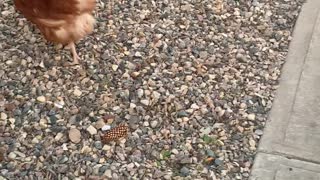 Cat Stalks Random Chicken Across the Road