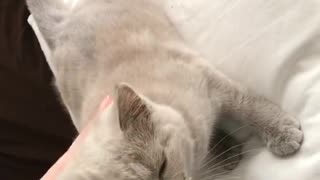 Grey cat scratched by owner rolls off of pillow