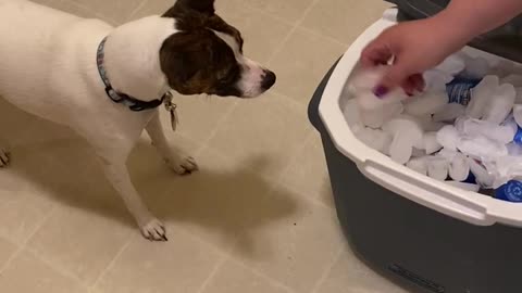 Princess enjoys ice