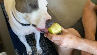 Roscoe Eats An Apple