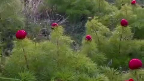 Wild peonies blooming