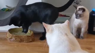 Salem Plays with his Water Dish