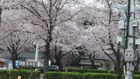 The street is full of flowers