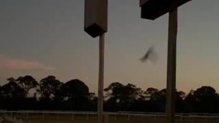 Bats leaving their bat houses