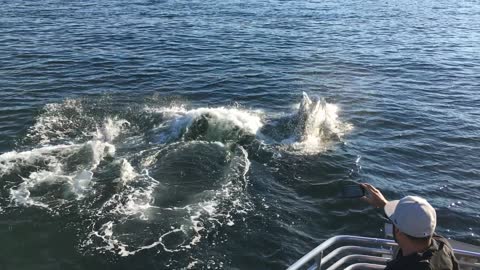 Orca pod surfaces from right underneath sightseeing boat