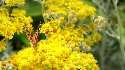 SMALL BUTTERFLY ON FLOWER !!!