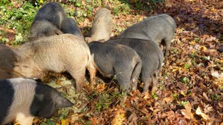 Pigs Happy to Eat Healthy to Ensure Steady Supply of Bacon
