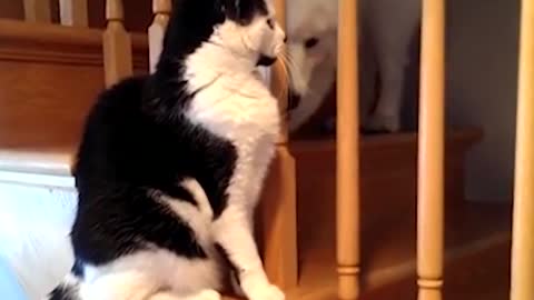 Dogs And Cats Who Love Each Other