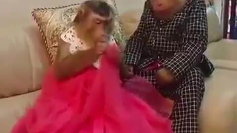 Funny shot of monkey marriage