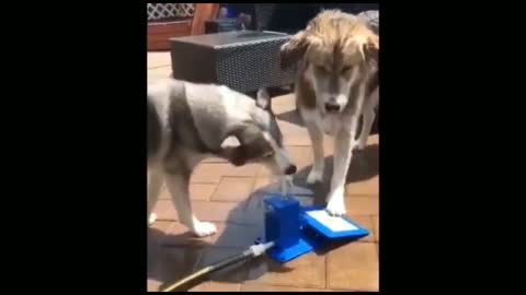 Dog cleaning a room funny dog video