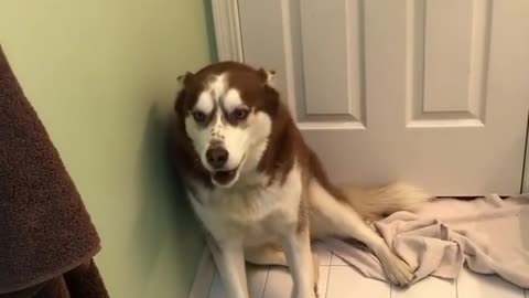Stubborn husky not too thrilled for bath time