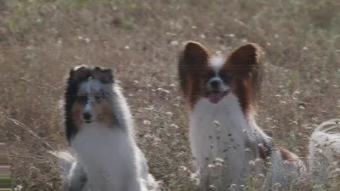 Tow dogs between the trees