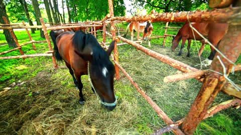 Horse eating hay. Horse feeding. Young horse eat grass. Horse ranch