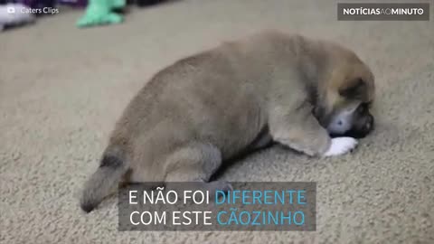 Fofura! Shiba inu dá seus primeiros passos