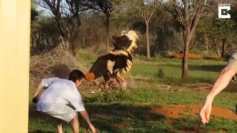 soaking moment ostrich attack on man