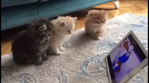 Funny Cute Baby Cats😍Video Compilation Funny Cute Moment Of Cats #1 💗Awe Animals