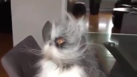 A cat that has just woken up.