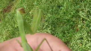 Praying Mantis Rests On My Hand