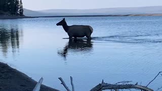 Elk swimming and exiting lake