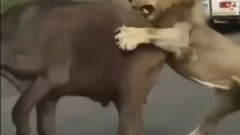 Lion 🦁 attack is very dengerous lion King of forest