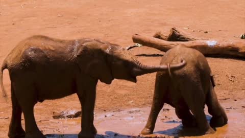 Baby elephant playing