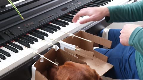 Dog Learns To Play Piano