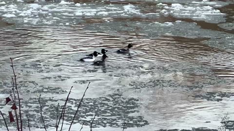 American Mergansers mating rituals?